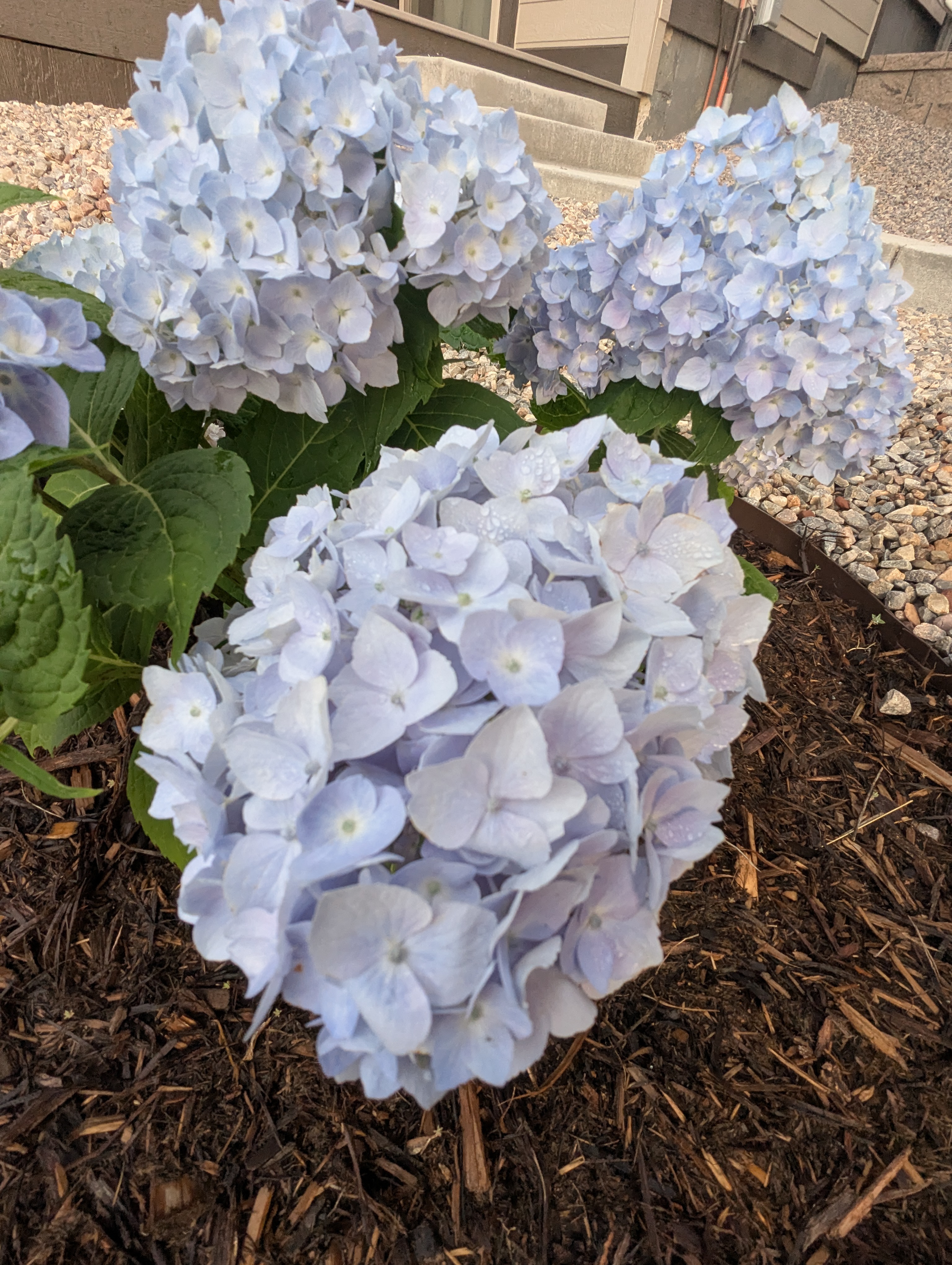 Garden, Morrison, Colorado